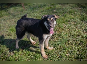 Chip-Nr. 260490 - wenn ich groß bin möchte ich ein richtiger Familienhund sein!