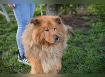 Chip-Nr. 259433  - der hübsche, menschenbezogene Rüde sucht ein liebevolles Zuhause!