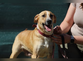 ROXY - die ausgeglichene, gesellige Hündin möchte DEIN Herz erobern!