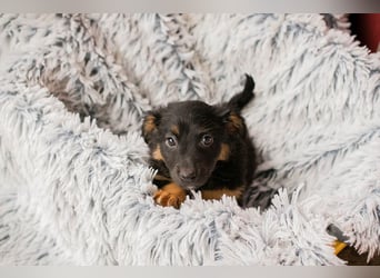 Welpe FLORI - ich träume davon, mit meinen Menschen die Welt zu entdecken!