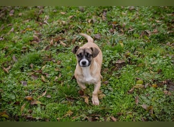 Welpe MAIKE - die aufgeschlossene, fröhliche kleine Maus freut sich auf ihre eigene Familie!
