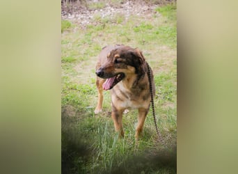 SANAJ - der liebe Rüde mag die Menschen und sehnt sich nach Aufmerksamkeit, Zärtlichkeit und Wärme.