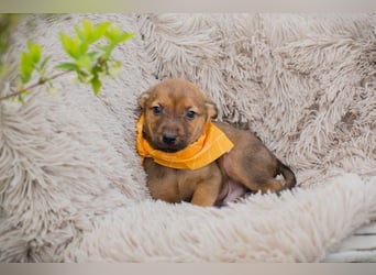 Welpe Chip-Nr. 271439 - ich freue mich auf tolle Abenteuer mit meinen Menschen!