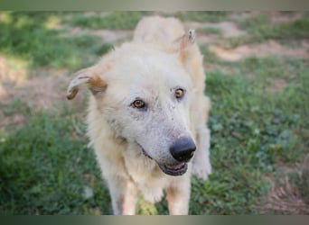 NOBBY - der herzensgute Senior wünscht sich noch ein liebes Zuhause und ein warmes Körbchen...