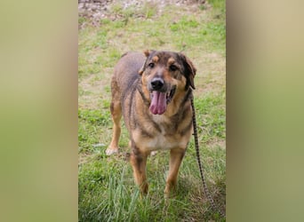 SANAJ - der liebe Rüde mag die Menschen und sehnt sich nach Aufmerksamkeit, Zärtlichkeit und Wärme.