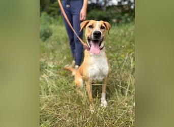 ROXY - die ausgeglichene, gesellige Hündin möchte DEIN Herz erobern!