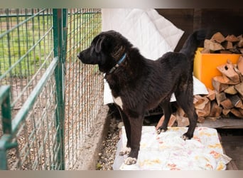 RIO - der aufgeschlossene Rüde hat keine Berührungsängste und spielt sehr gerne!