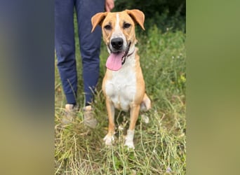 ROXY - die ausgeglichene, gesellige Hündin möchte DEIN Herz erobern!