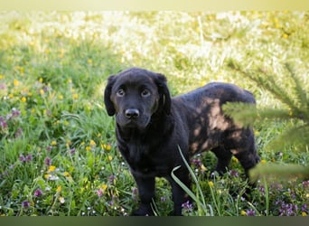 Welpe Chip-Nr. 256531 - ich freue mich darauf, mit meinen Menschen die Welt zu entdecken!
