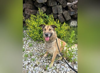 ALEX - der freundliche und liebe Rüde möchte gerne beachtet und umsorgt werden