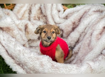 Welpe Chip Nr. 265519 - wer verliebt sich in mich und schenkt mir ein liebevolles Zuhause?