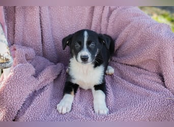 Welpe ORIANA - das süße, neugierige Mädchen wartet sehnsüchtig auf eine eigene Familie