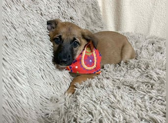 Welpe Chip-Nr. 273268 - welche liebe Familie zeigt mir, wie schön ein Hundeleben sein kann?