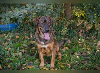 FREDDY - der liebe Rüde mag Menschen und Artgenossen sehr und liebt es, Ball zu spielen