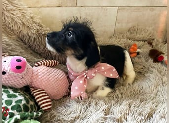 Welpe Chip-Nr. 275733 - ich bringe eine große Portion Leben und Frohsinn in dein Zuhause!