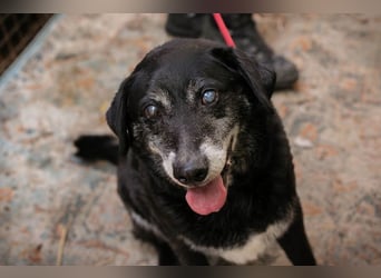 ROLFI - der liebe und zugängliche ältere Rüde sucht ein tolles Zuhause