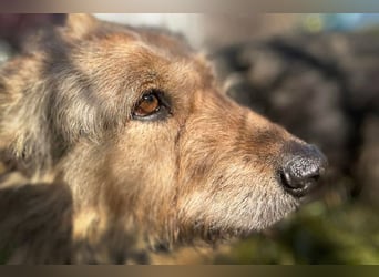 HERMANN - der zurückhaltende, ältere Strubbel ist auf der Suche nach Liebe und Geborgenheit