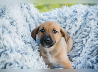 Welpe BRADY - das kleine Kerlchen freut sich auf sein eigenes Zuhause!