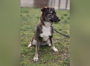 LUCY - die liebe und freundliche Hündin sucht eine unternehmungslustige Familie!