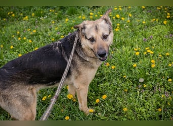 NANDO - ich möchte so gerne ankommen und das Leben in einer Familie genießen...