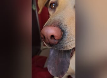 LEO - wer sucht einen treuen Begleiter fürs Leben?
