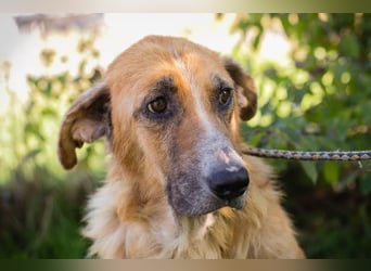 MANUEL - der liebe, brave Senior möchte so gerne noch Geborgenheit im eigenen Zuhause kennenlernen..