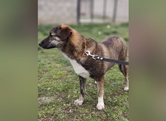 LUCY - die liebe und freundliche Hündin sucht eine unternehmungslustige Familie!