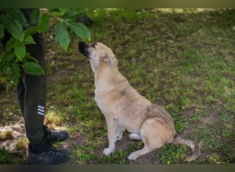 WINNIE - ich bin fröhlich und aktiv und auf der Suche nach einer eigenen Familie!