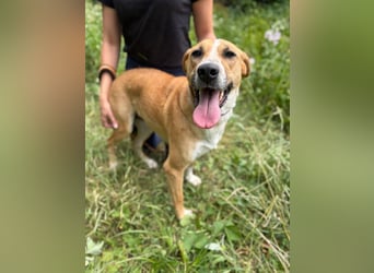 ROXY - die ausgeglichene, gesellige Hündin möchte DEIN Herz erobern!