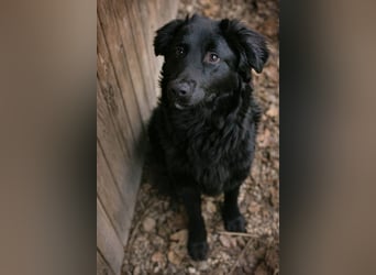 OLE - black is beautiful - der lustige und brave Junge sucht ein tolles Für-Immer Zuhause!