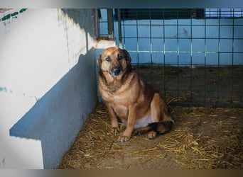 MAILA - die vorsichtige, liebe Hündin möchte so gerne ein Teil DEINER Familie sein!