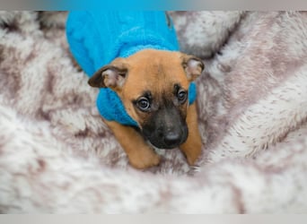 Welpe Chip-Nr. 266138 - wenn ich groß bin möchte ich ein richtiger Familienhund sein!