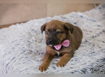 Welpe Chip Nr. 265124 - knuddeln, lernen, spielen - schenkst du mir dein Herz und ein Zuhause?