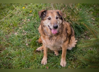 MICK - der liebe und neugierige Senior möchte in Ruhe bei seiner Familie ankommen