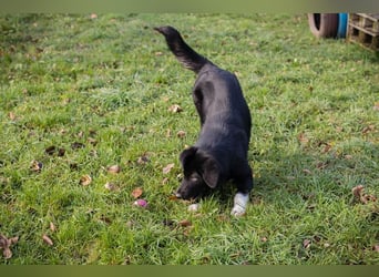 SENTA - diese tolle Begleiterin sucht ein liebevolles Für-Immer Zuhause
