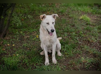 PAULO - der verspielte und zugängliche Hundemann freut sich auf sein eigenes Zuhause!