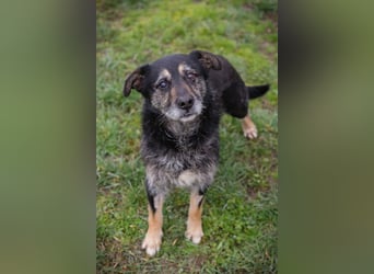 Chip-Nr. 271455 - ich  freue mich darauf, mit meinen Menschen die Welt zu entdecken!