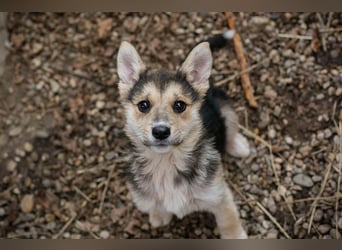 Welpe RUBY - wenn ich groß bin möchte ich eine richtige Familienhündin sein!
