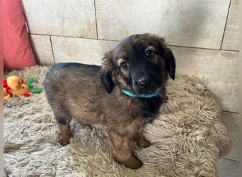 Welpe WILLI - der süße Rüde freut sich darauf, mit seinen Menschen die Welt zu entdecken!