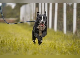 SHERLOCK - der liebe, fitte Senior möchte noch mal durchstarten!