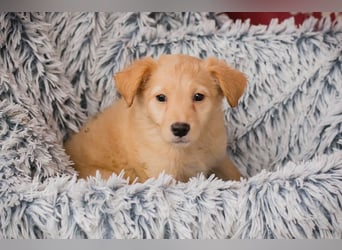 Welpe LAETIZIA - Hallo, kleine Maus! Heute schon geknuddelt?