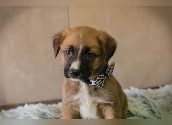 Welpe Chip-Nr. 256861 - ich suche einen Namen und am besten auch gleich ein eigenes Zuhause!