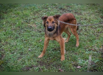 ANDREAS - der aktive und verspielte, liebe Hundemann sucht ein tolles Für-Immer Zuhause!