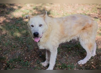NOBBY - der herzensgute Senior wünscht sich noch ein liebes Zuhause und ein warmes Körbchen...