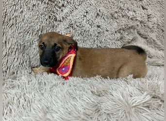 Welpe Chip-Nr. 273268 - welche liebe Familie zeigt mir, wie schön ein Hundeleben sein kann?