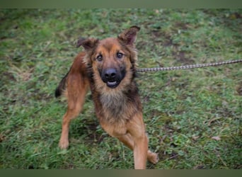 ANDREAS - der aktive und verspielte, liebe Hundemann sucht ein tolles Für-Immer Zuhause!