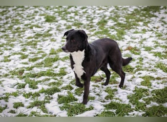 BUONAVITA - die süße Maus freut sich auf das Leben in einer eigenen lieben Familie!