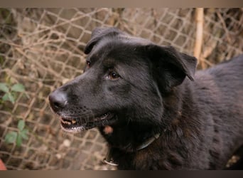 RIO - der aufgeschlossene Rüde hat keine Berührungsängste und spielt sehr gerne!