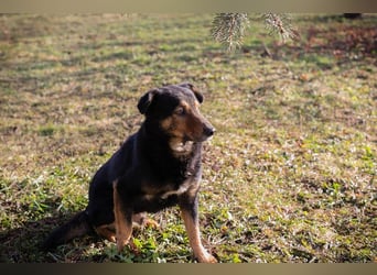 LEVEL - der vorsichtige, liebe Rüde mag Artgenossen und sucht eine geduldige Familie