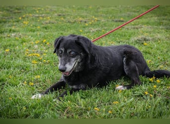 ROLFI - der liebe und zugängliche ältere Rüde sucht ein tolles Zuhause